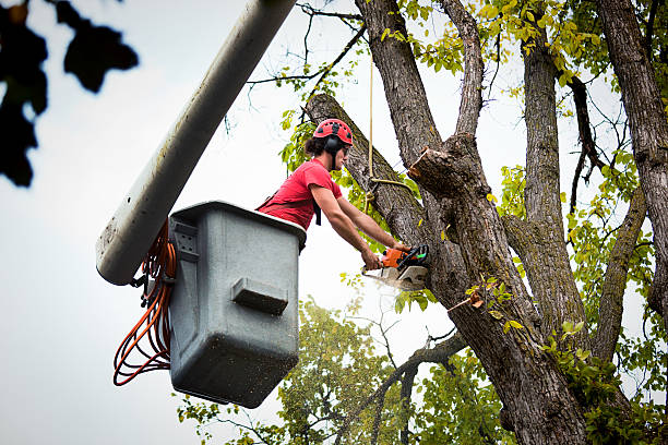 Trusted Sisco Heights, WA Tree Removal and Landscaping Services Experts